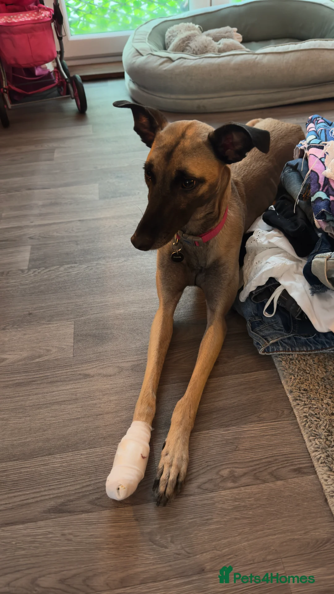 Mixed Breed dogs for sale: Grey/Mali cross - Advert 6