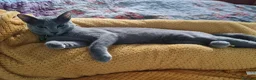 Russian Blue cats for sale: Pure Pedigree Russian blue young male - Advert 2