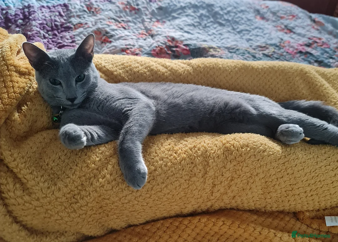 Russian Blue cats for sale: Pure Pedigree Russian blue young male - Advert 2
