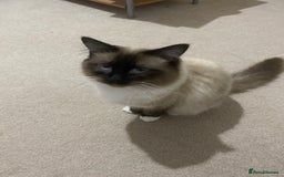 Ragdoll cats for sale: Ragdoll kittens  - Image 9