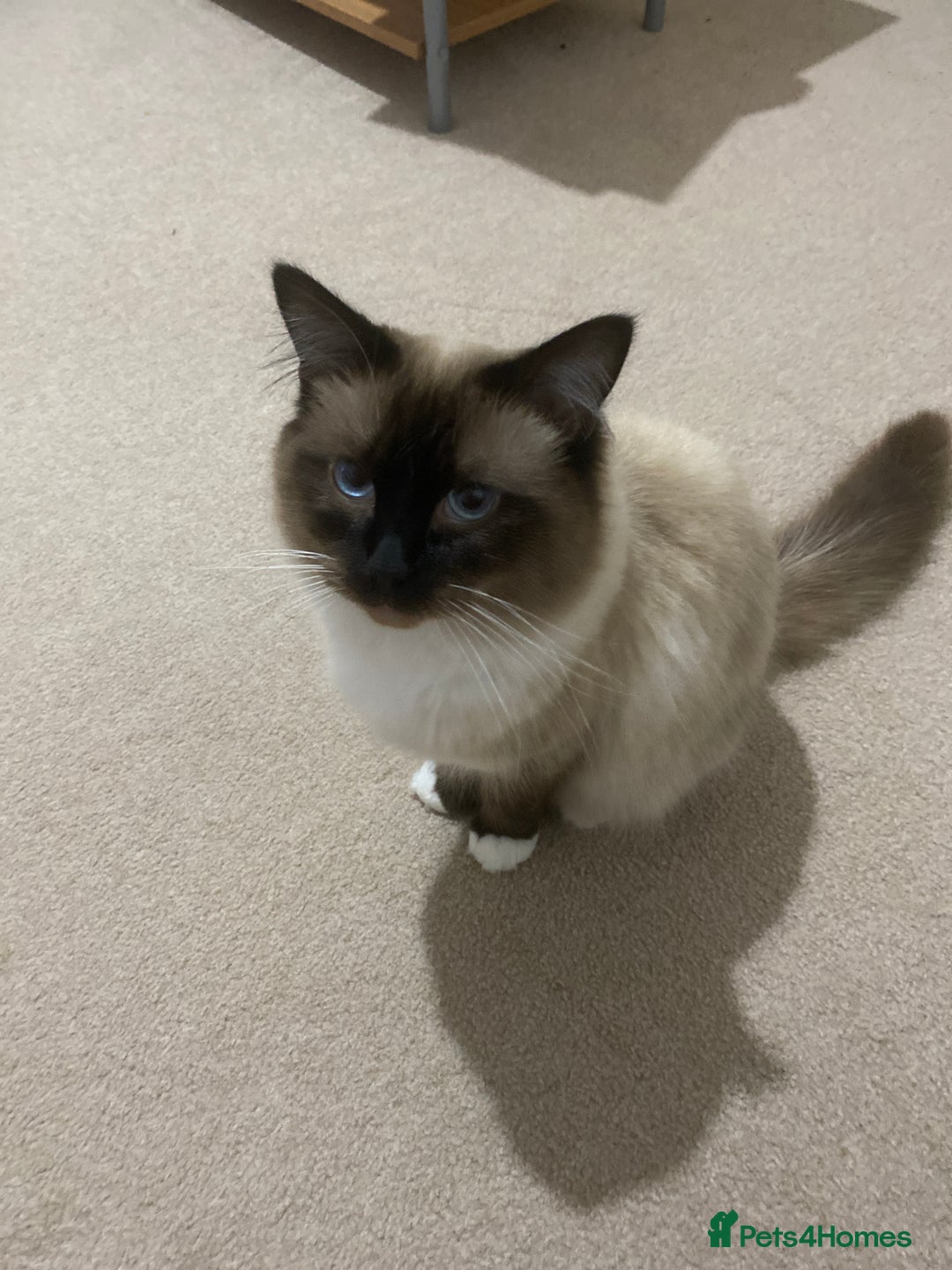 Ragdoll cats for sale: Ragdoll kittens  - Image 9