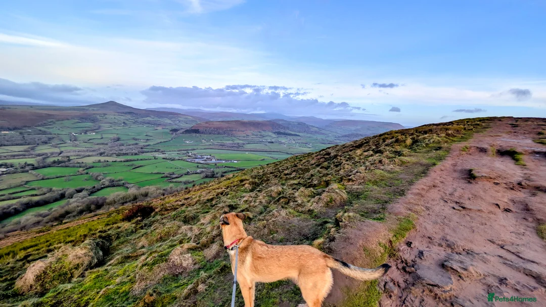 Belgian Shepherd Dog dogs for sale: Belgian malinois looking for experienced home - Advert 2