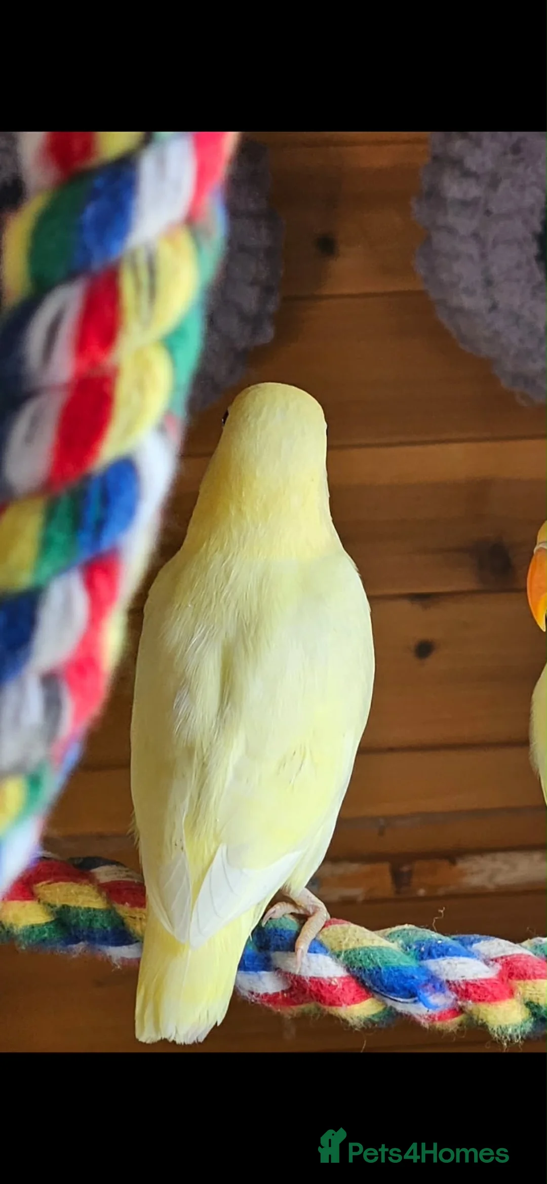 Lovebirds birds for sale: Beautiful colours of 12 week old lovebirds  - Advert 6