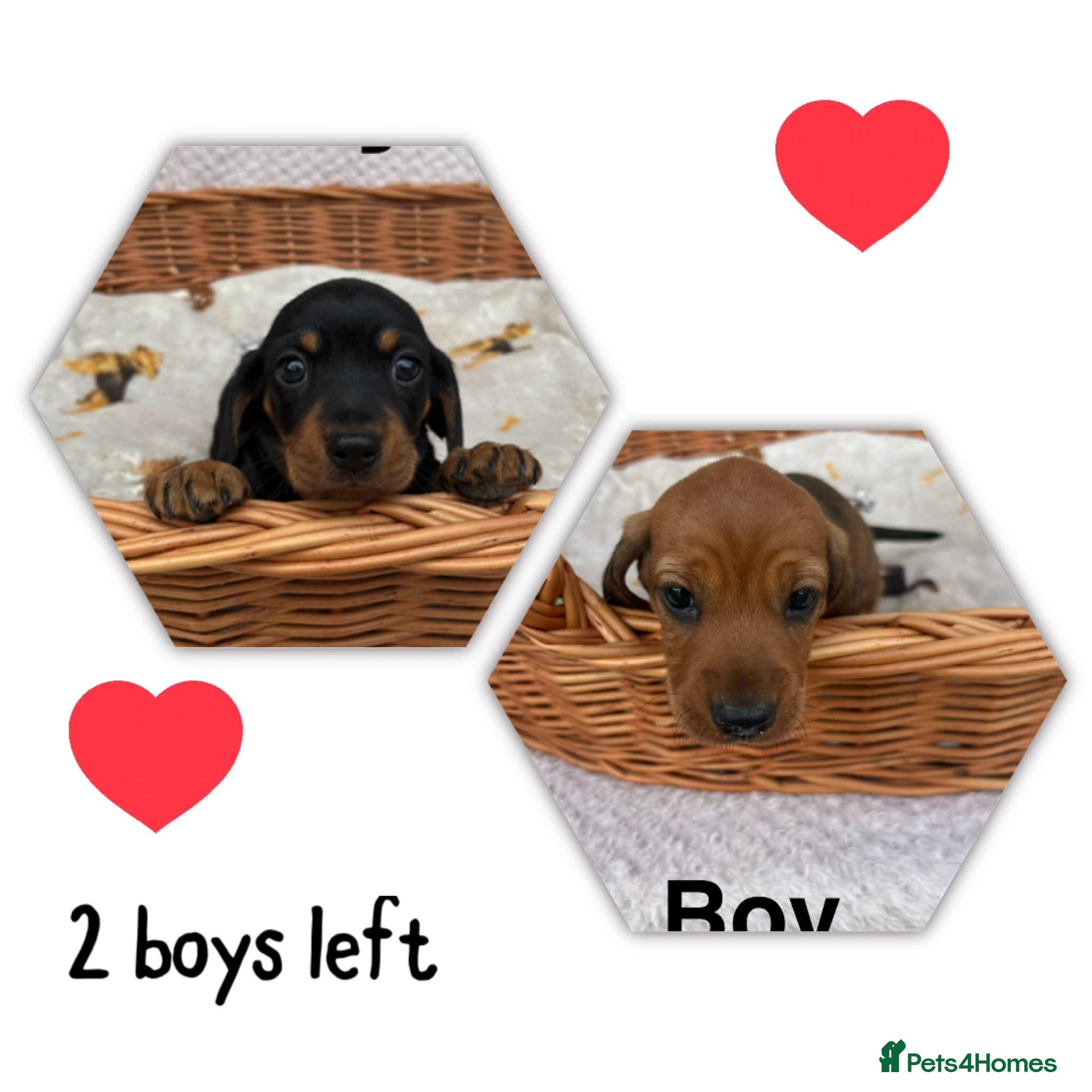 Miniature Dachshund dogs  Ready now Miniature dachshund puppys  - Advert 16