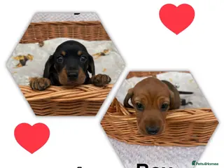 Miniature Dachshund dogs Ready now Miniature dachshund puppys - Advert 16