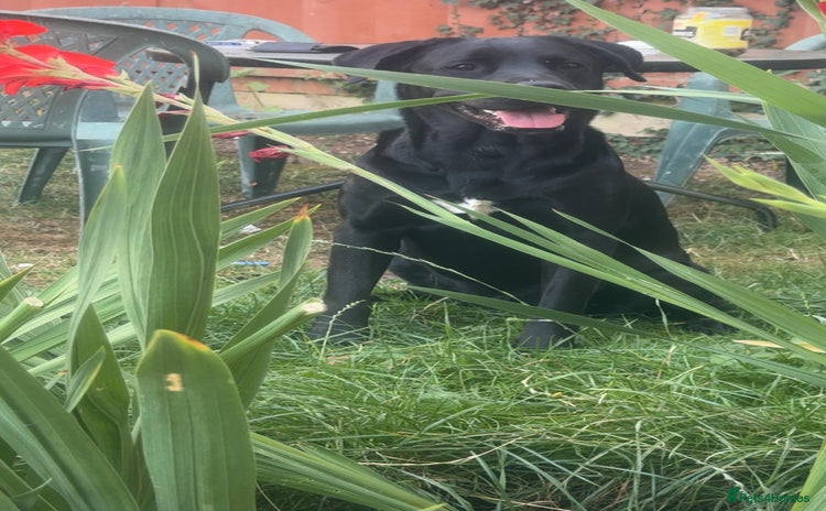 Labrador Retriever dogs - Advert 2
