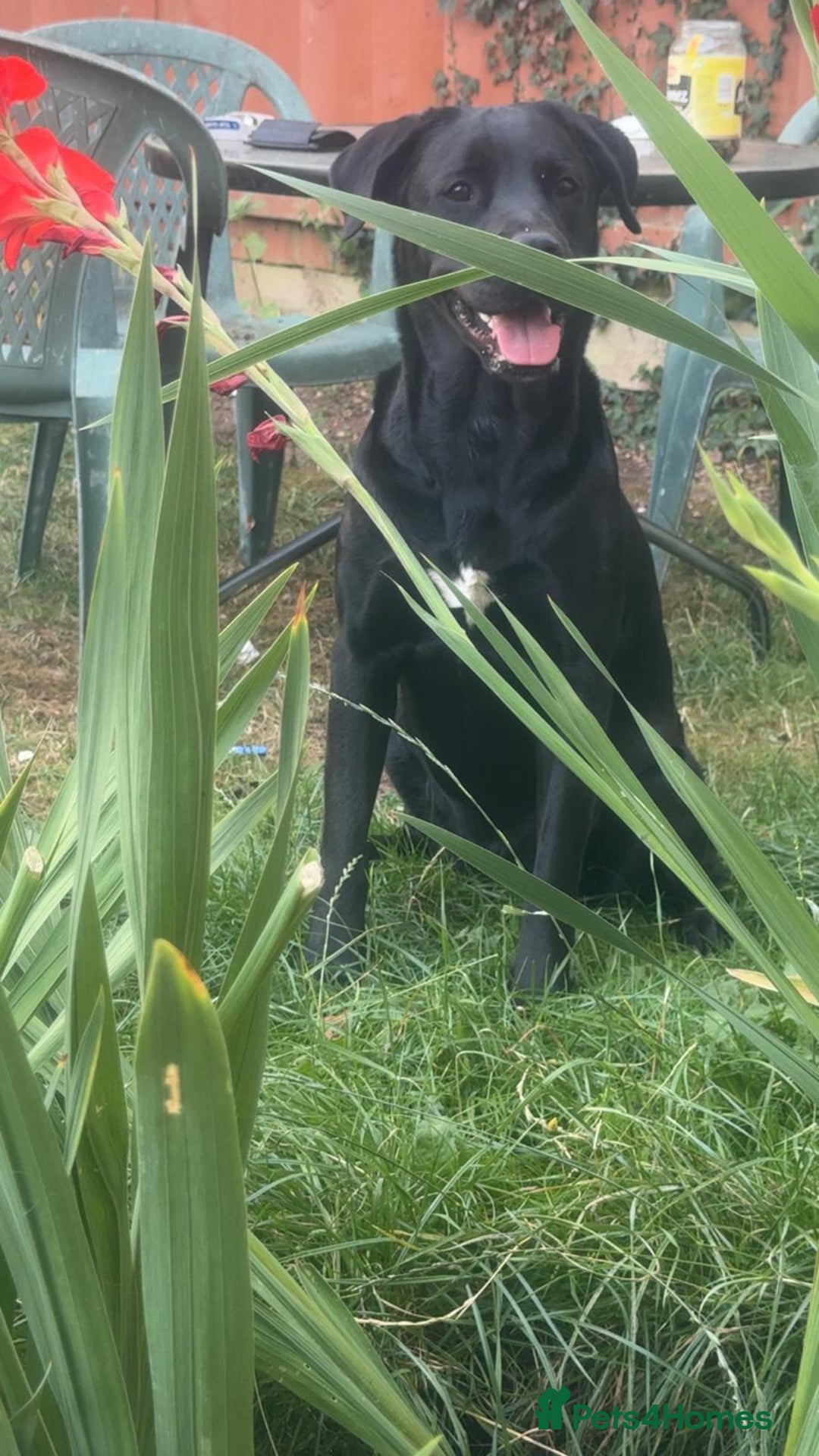 Labrador Retriever dogs for adoption: MOCHA - a Lovely, Young Girl for a Loving Home - Image 1