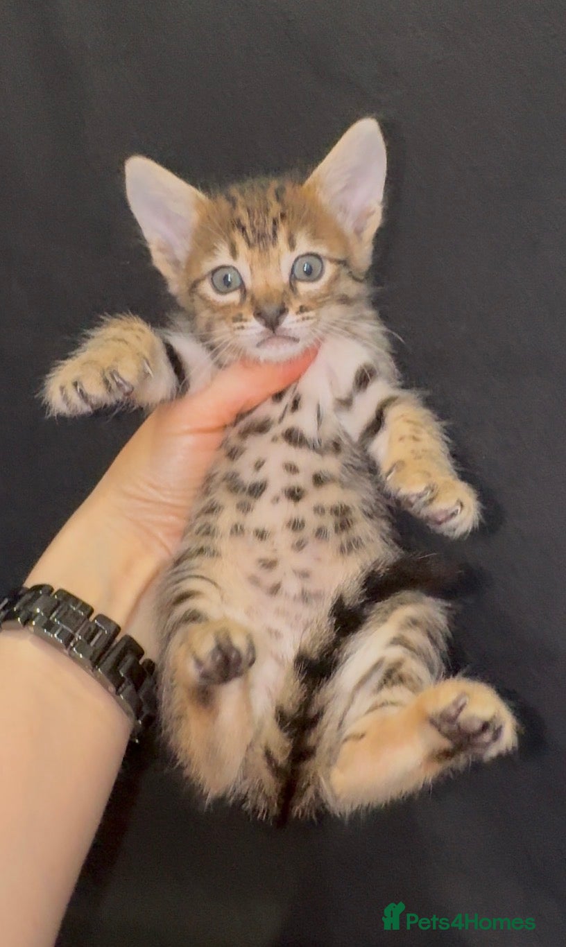 Savannah cats Exceptional Quality Tica Regist. Savannah kittns - Advert 2