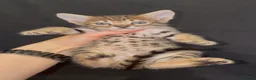 Savannah cats for sale: Exceptional Quality Tica Regist. Savannah kittns - Advert 2