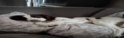 English Springer Spaniel dogs for sale: 17 weeks old female kc registered springer spaniel - Advert 4