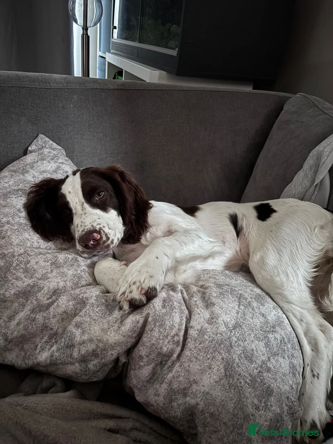 English Springer Spaniel dogs for sale: 17 weeks old female kc registered springer spaniel - Advert 4
