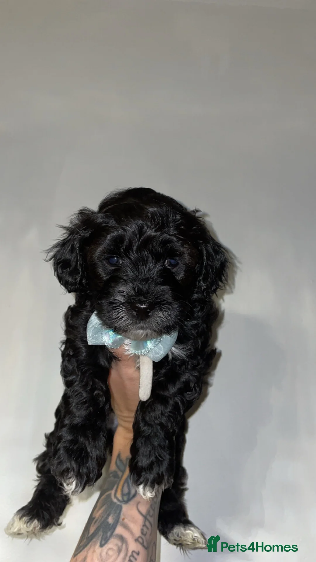 Lhasapoo dogs for sale: Lhasapoo Puppies  in Falkirk - Advert 2