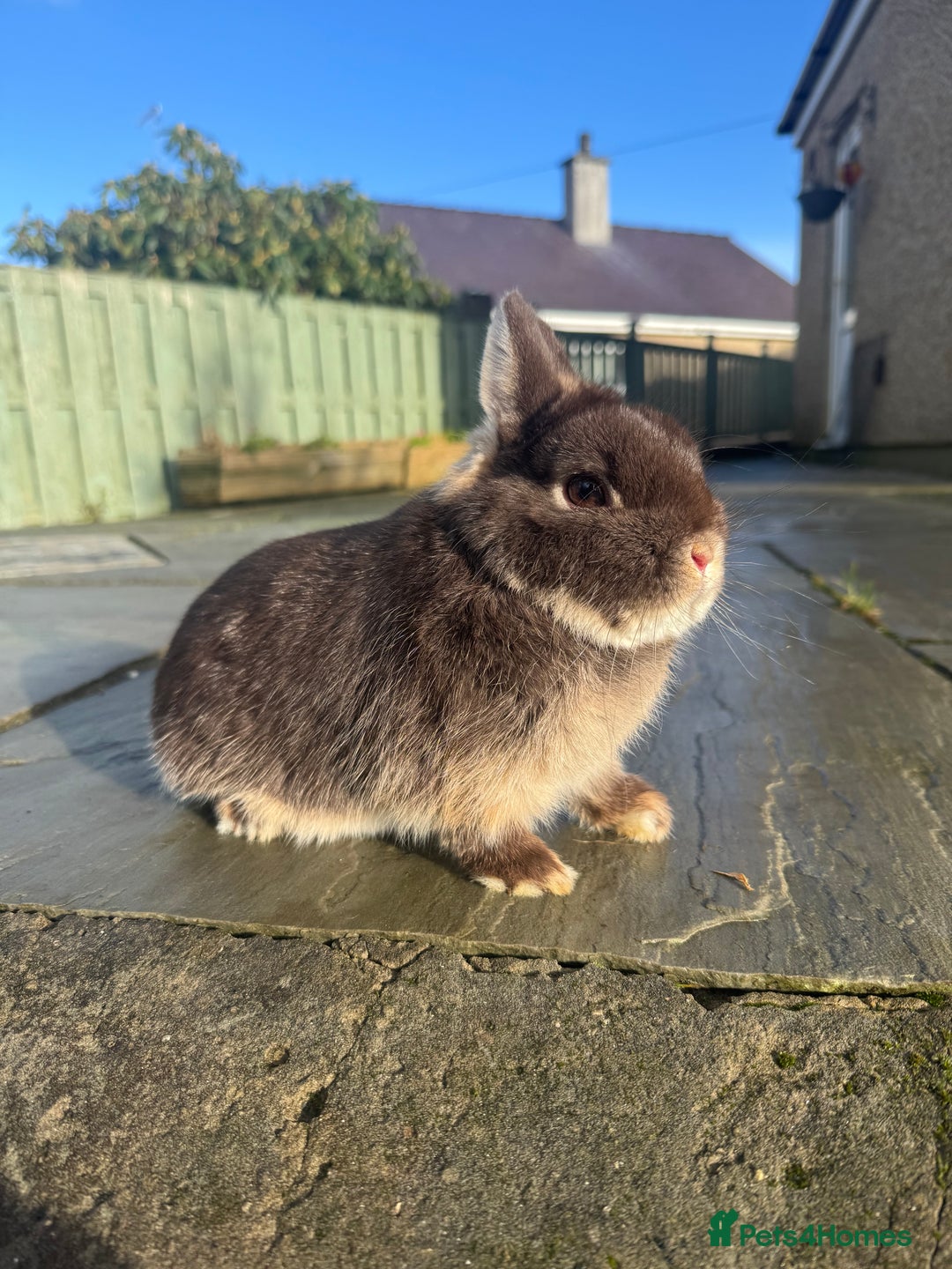 Netherland Dwarf rabbits for sale: 2 Netherland Dwarf for sale - Advert 3