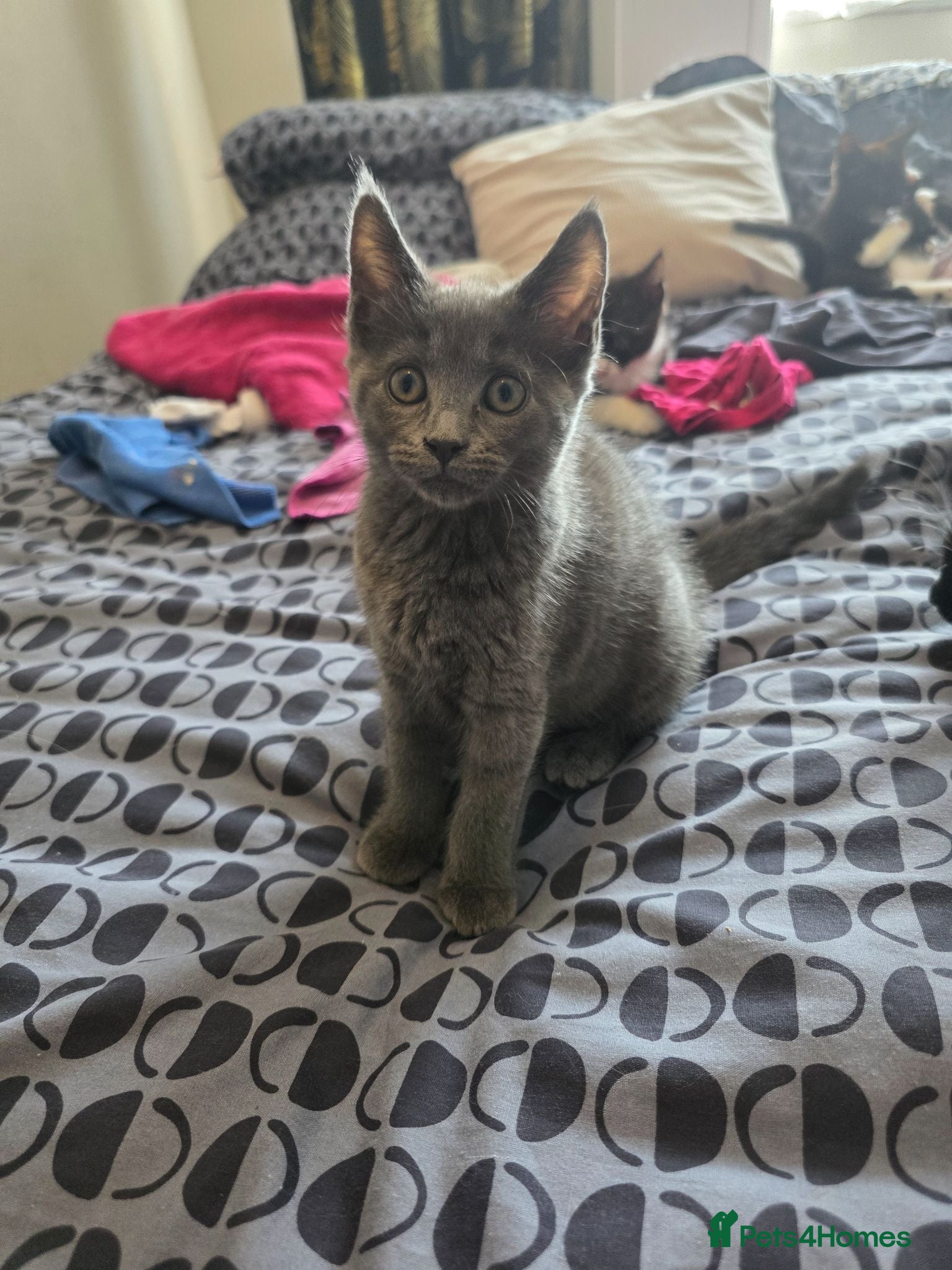 Maine Coon cats Reduced- 5 mainecoon cross kittens open to offers - Advert 1