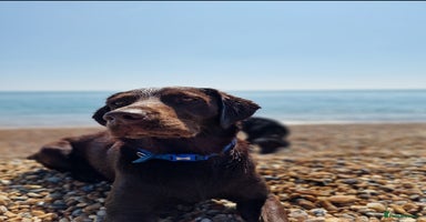 Labrador Retriever dogs - Advert 11