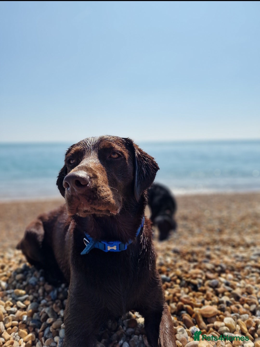 Labrador Retriever dogs for stud: 😍KC registered proven boy ready for stud🐶 - Image 2