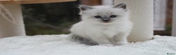 Ragdoll cats for sale: Blue Lynx Bicolour Ragdoll TICA Registered  - Advert 10