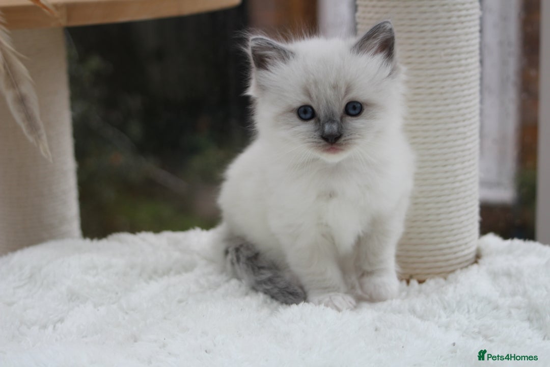 Ragdoll cats for sale: Blue Lynx Bicolour Ragdoll TICA Registered  - Advert 10