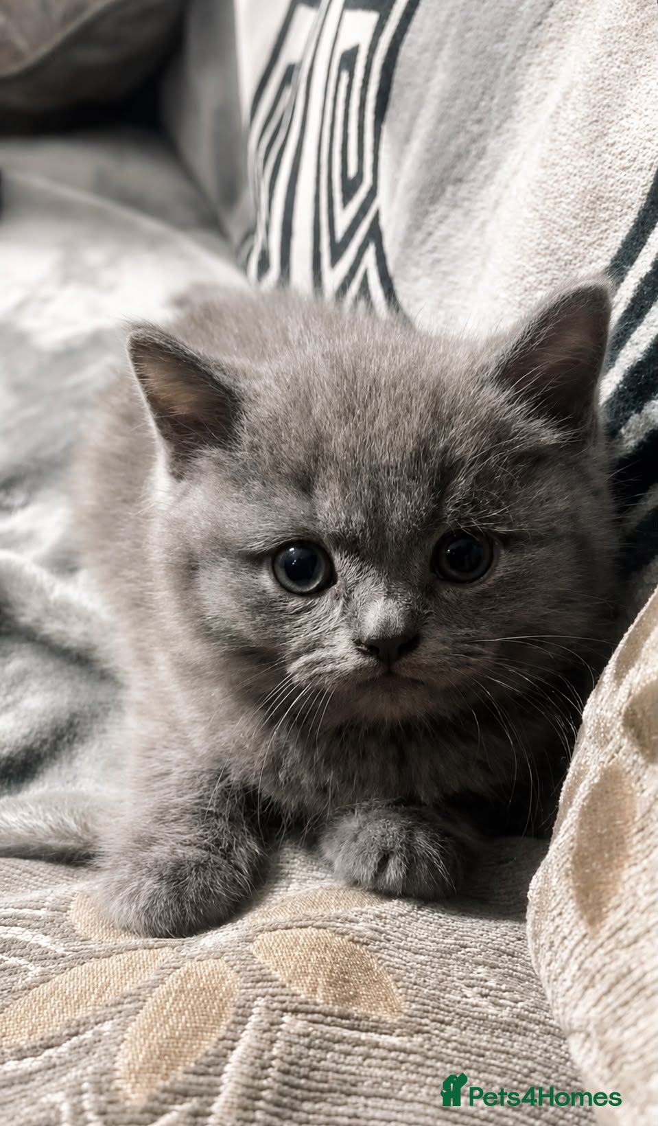 British Shorthair cats Lilac and blue british short-hair kittens  - Advert 4