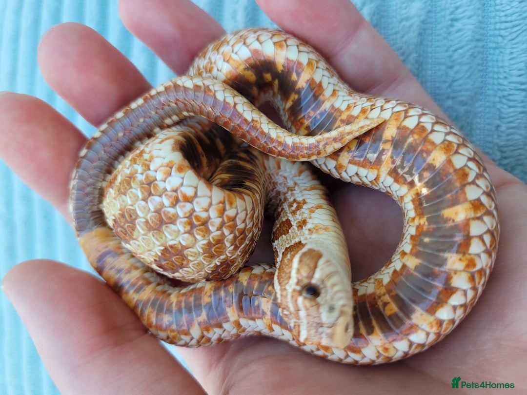 Snake reptiles for sale: Western hognose snakes available  - Image 8