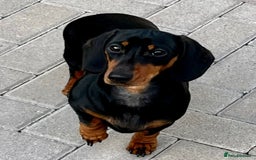 Miniature Dachshund dogs for sale: KC Registered Miniature Dachshund Pups - Image 4