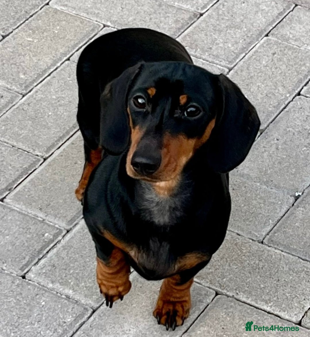 Miniature Dachshund dogs for sale: KC Registered Miniature Dachshund Pups - Image 4