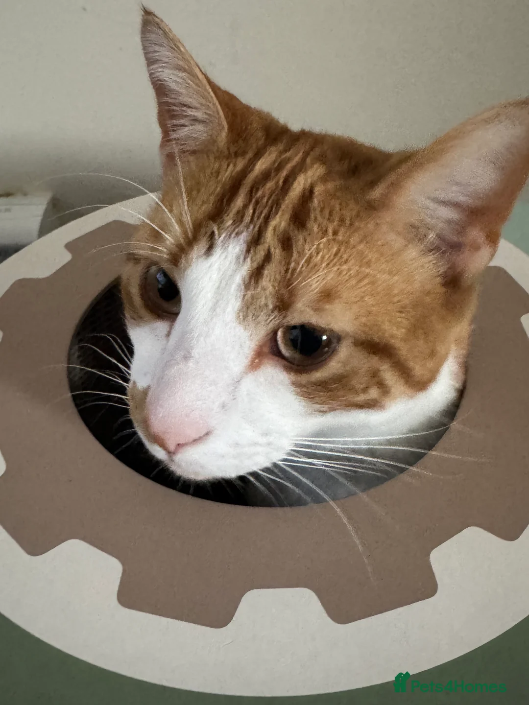 Domestic Shorthair cats for sale: 18 month old cat looking for home in Great Yarmouth - Advert 1