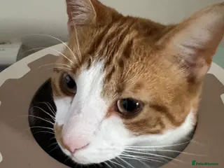 Domestic Shorthair cats 18 month old cat looking for home - Advert 3