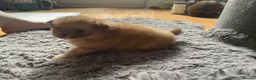 Pomchi dogs for sale: Pomeranian x pups  in Camberley - Advert 10