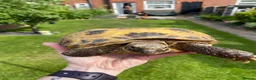 Tortoise reptiles for sale: Tortoise rehoming service  - Advert 1