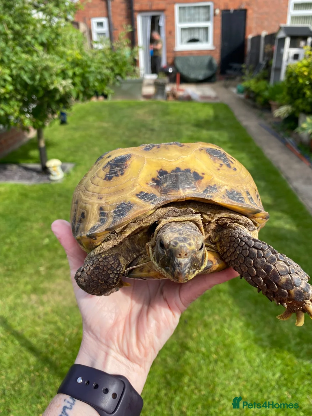 Tortoise reptiles for sale: Tortoise rehoming service  - Advert 1