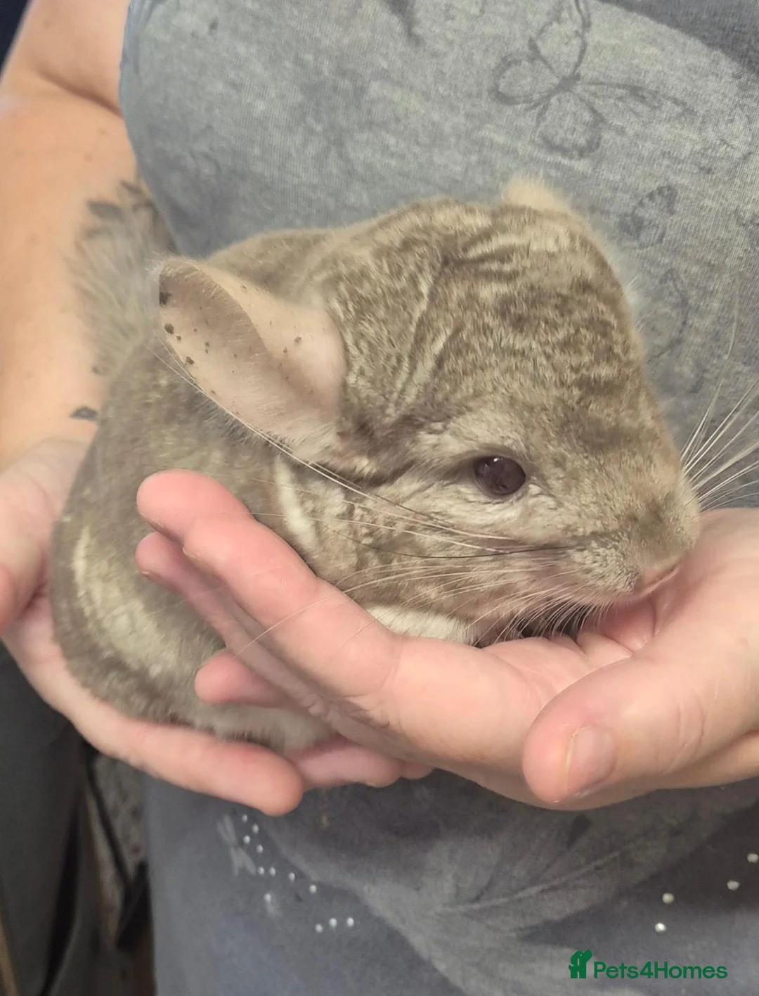 Chinchilla rodents for sale: Male chinchillas for sale - Advert 2