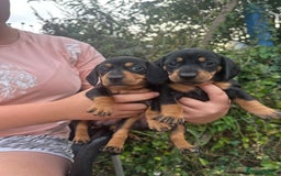 Dachshund dogs for sale: Beautiful dachshund puppies  - Image 2