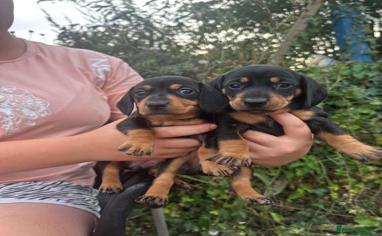Dachshund dogs - Advert 1
