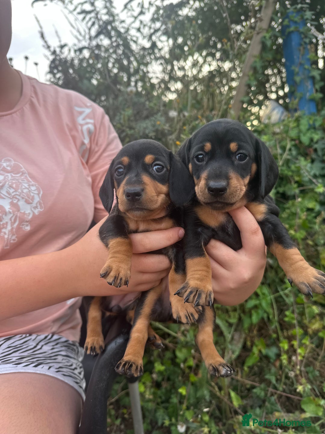 Dachshund dogs for sale: Beautiful dachshund puppies  - Image 2