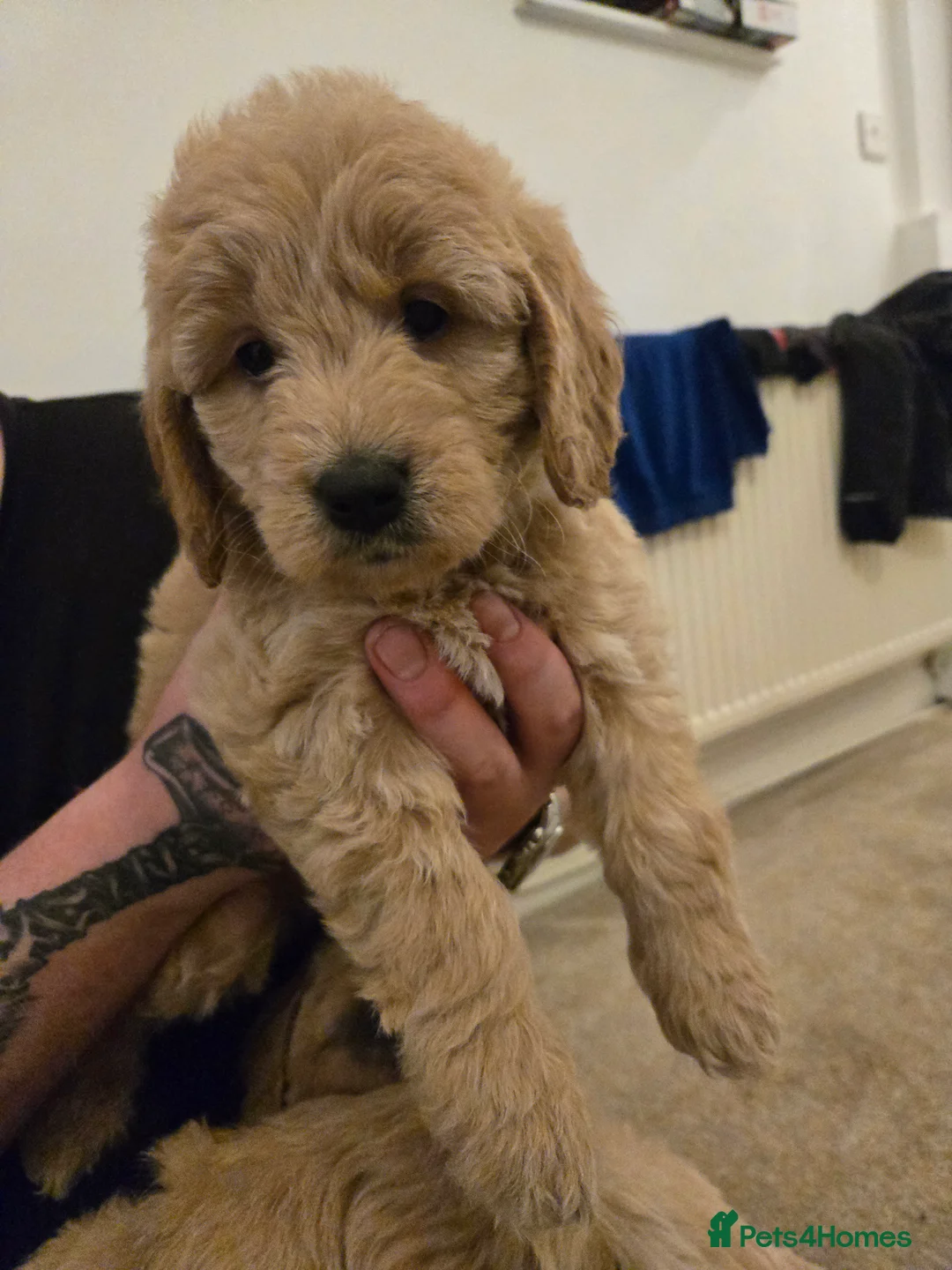 Mini Goldendoodle dogs for sale: Available from Monday  - Advert 14