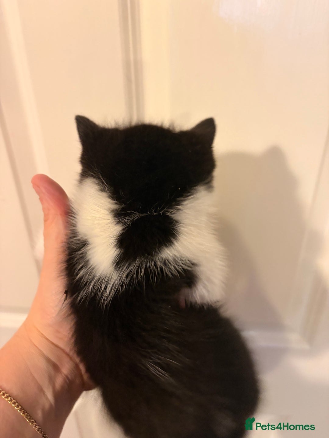 Mixed Breed cats for sale: 4 gorgeous boys 2 fluffy and a chocolate brown  - Advert 4