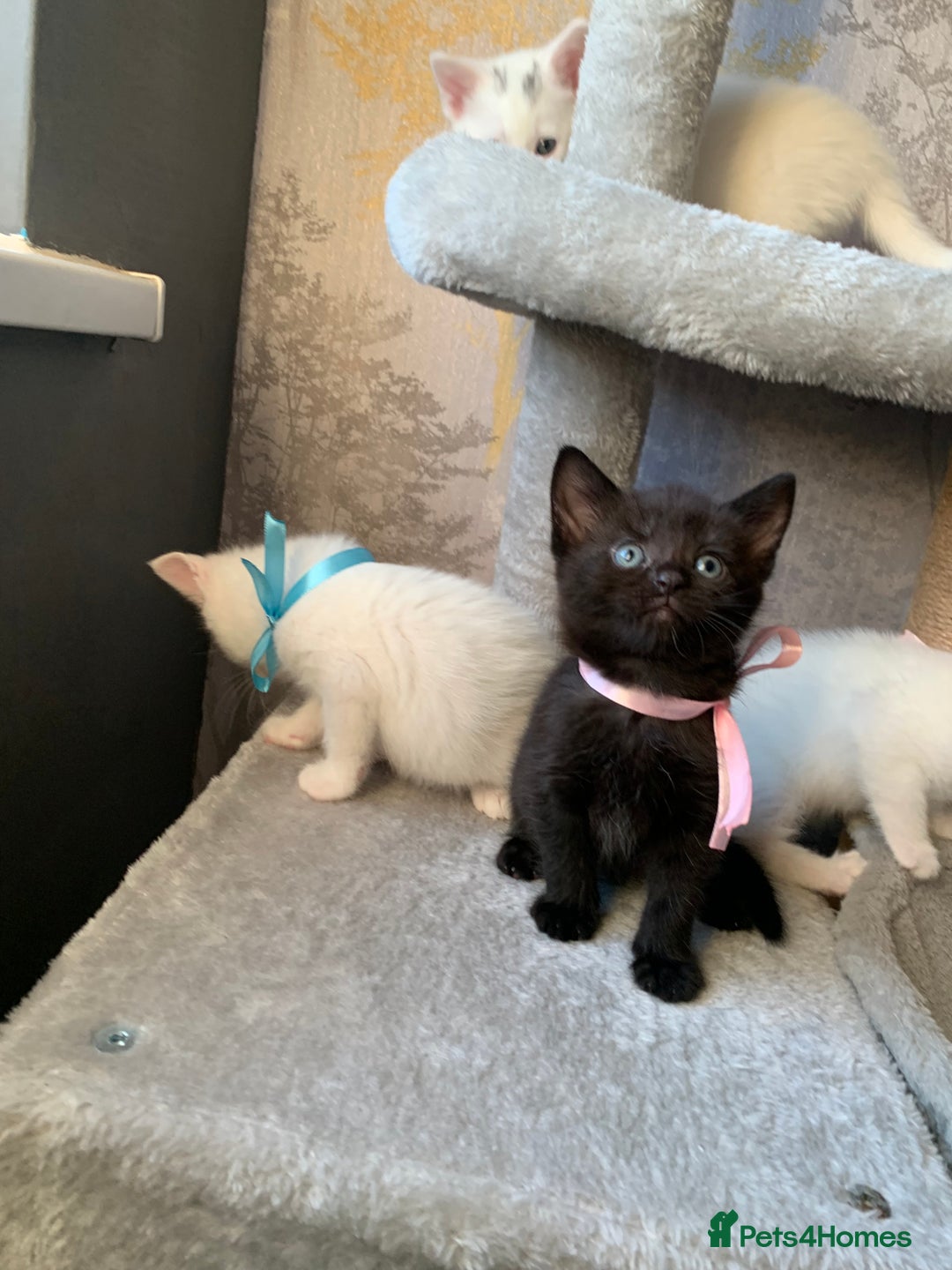 Mixed Breed cats for sale: Beautiful Mixed Angora Kittens - Advert 12