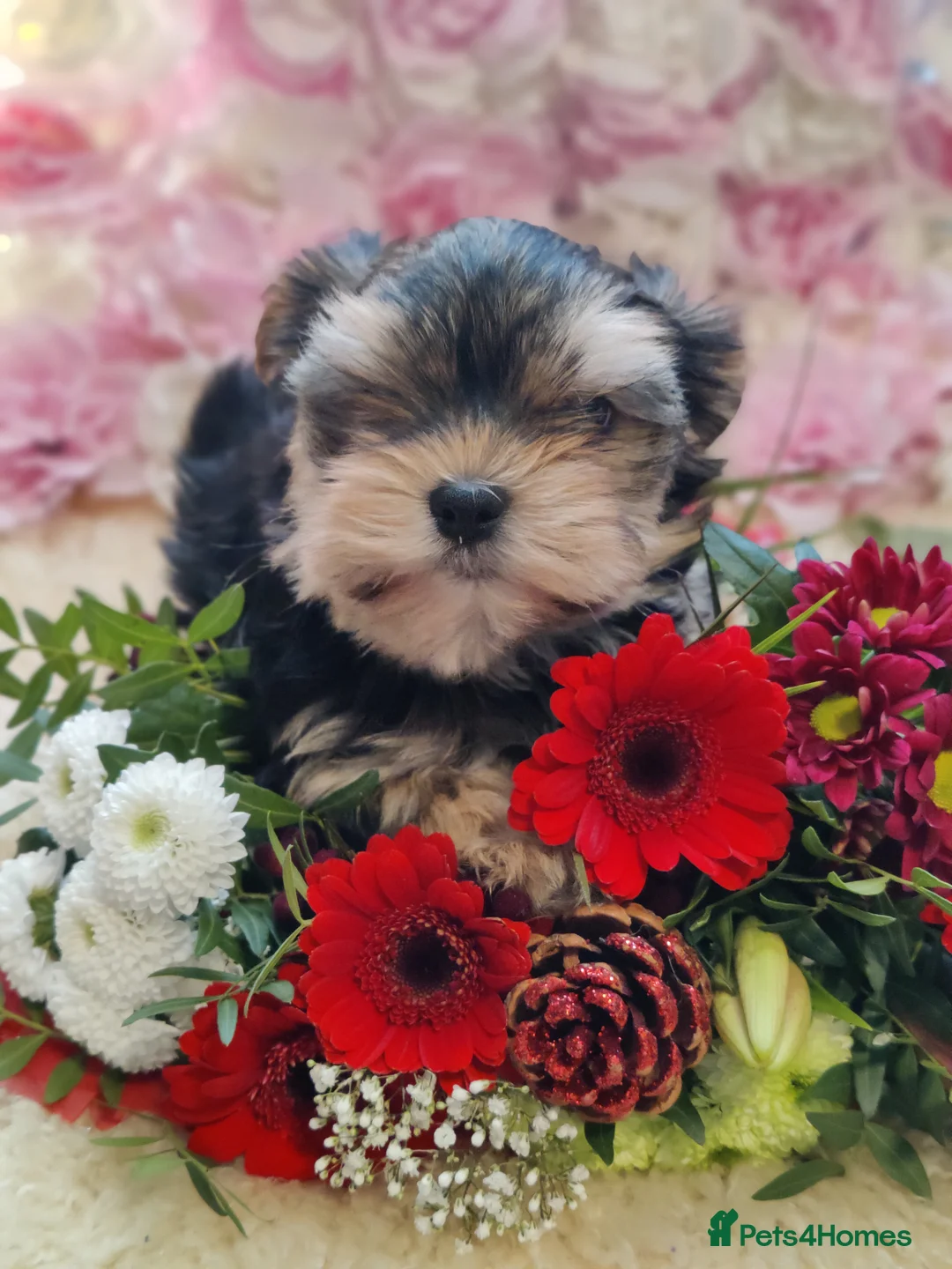 Yorkshire Terrier dogs for stud: Outstanding Yorkshire terrier for STUD only in Hull - Advert 20