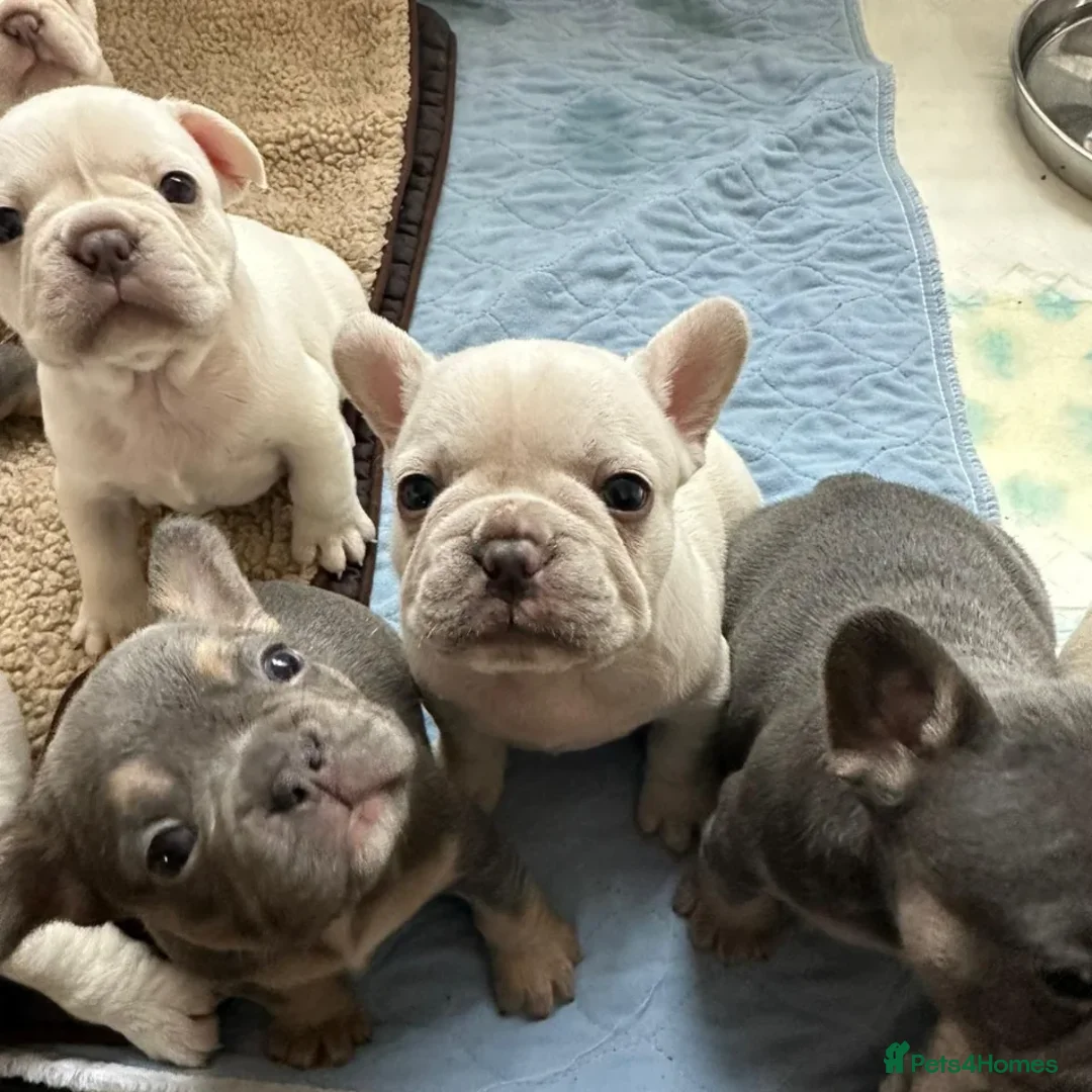 French Bulldog dogs for stud: 5 PANEL HEALTH CLEAR CHARLIE VERY WELL PROVEN! - Image 17