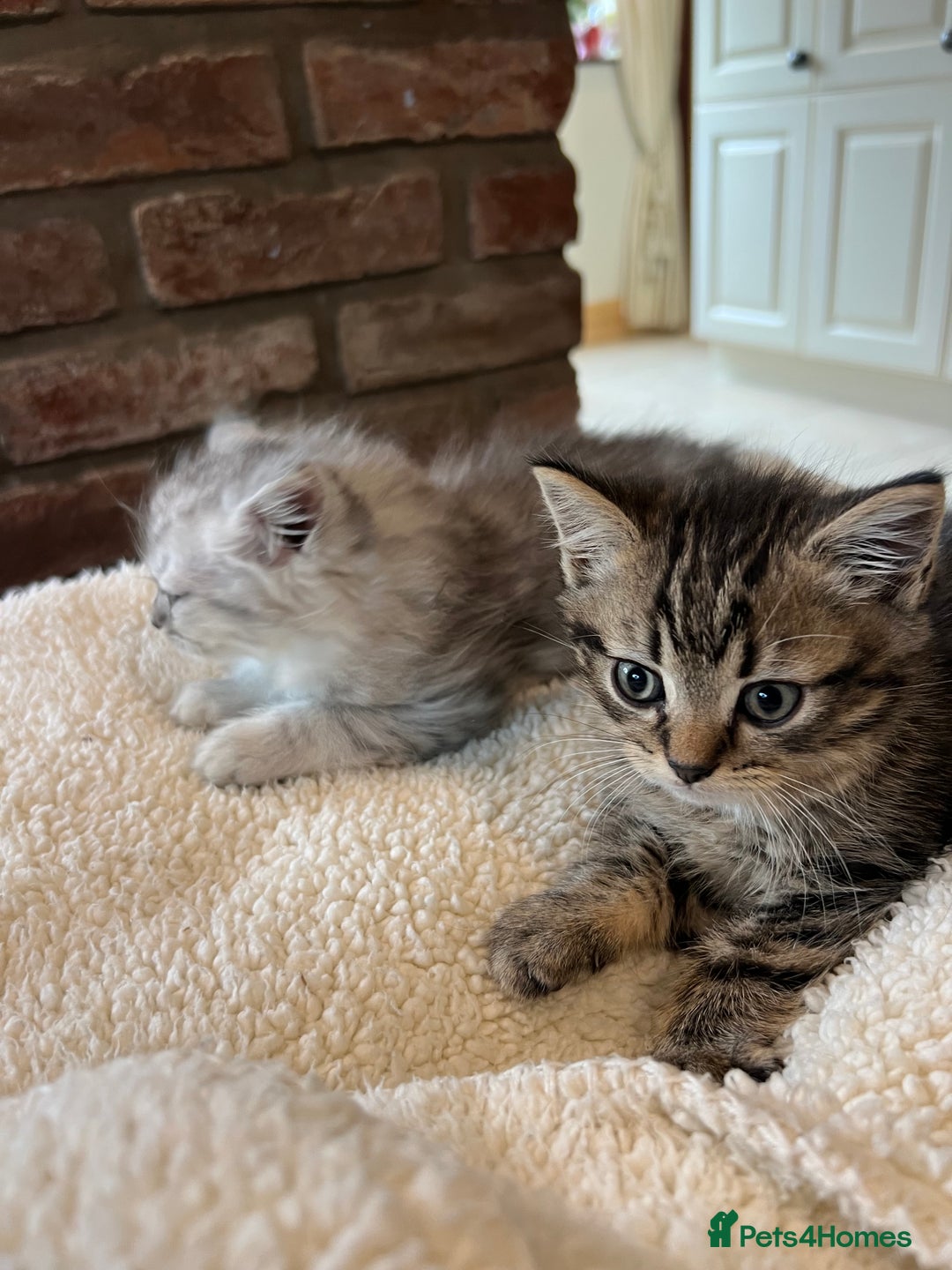 Persian cats for sale: Persian chinchilla x Bengal  - Image 3