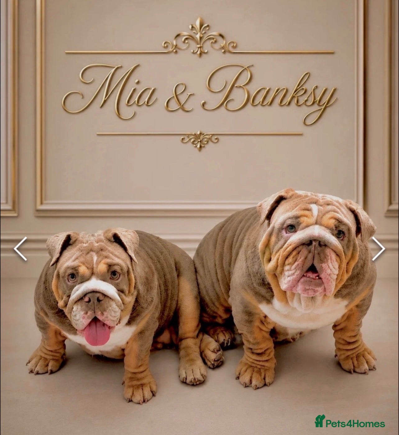 English Bulldog dogs £1800 for both beautiful english bull dogs - Advert 6