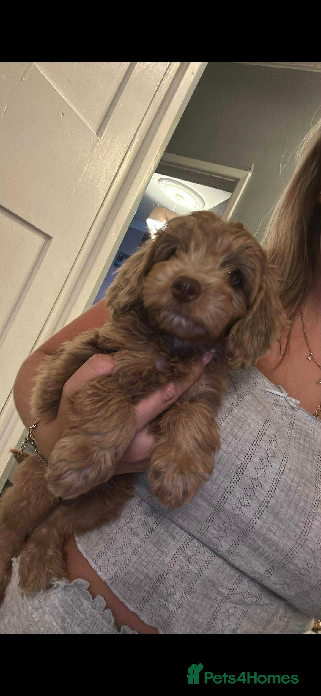 Cockapoo dogs for sale: Cockerpoos 1 boys left DROPPED 650 - Image 13