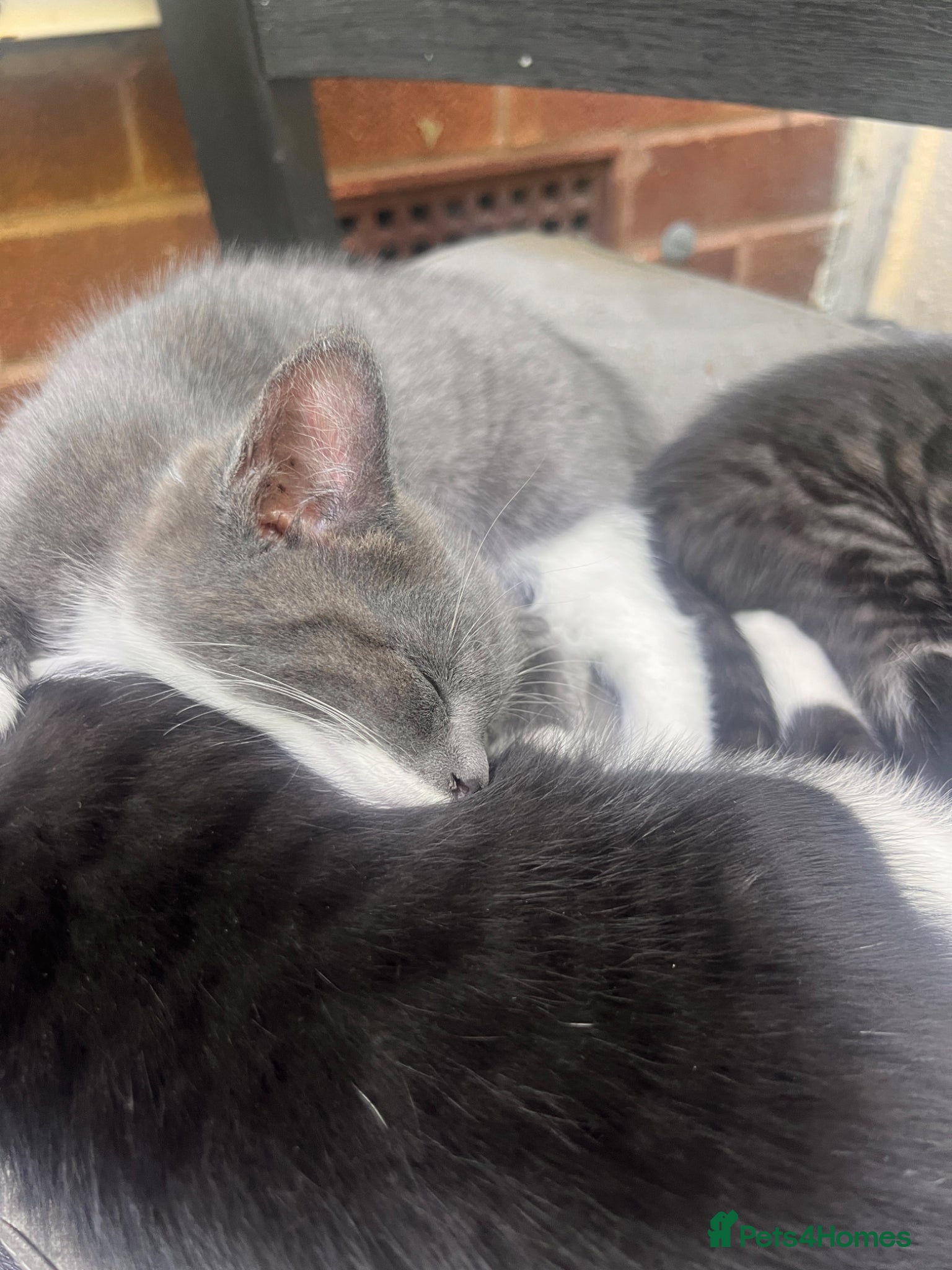 Domestic Shorthair cats for sale: 🐾 Gorgeous Kittens Ready for Loving Homes 🐾 in Nottingham - Advert 7