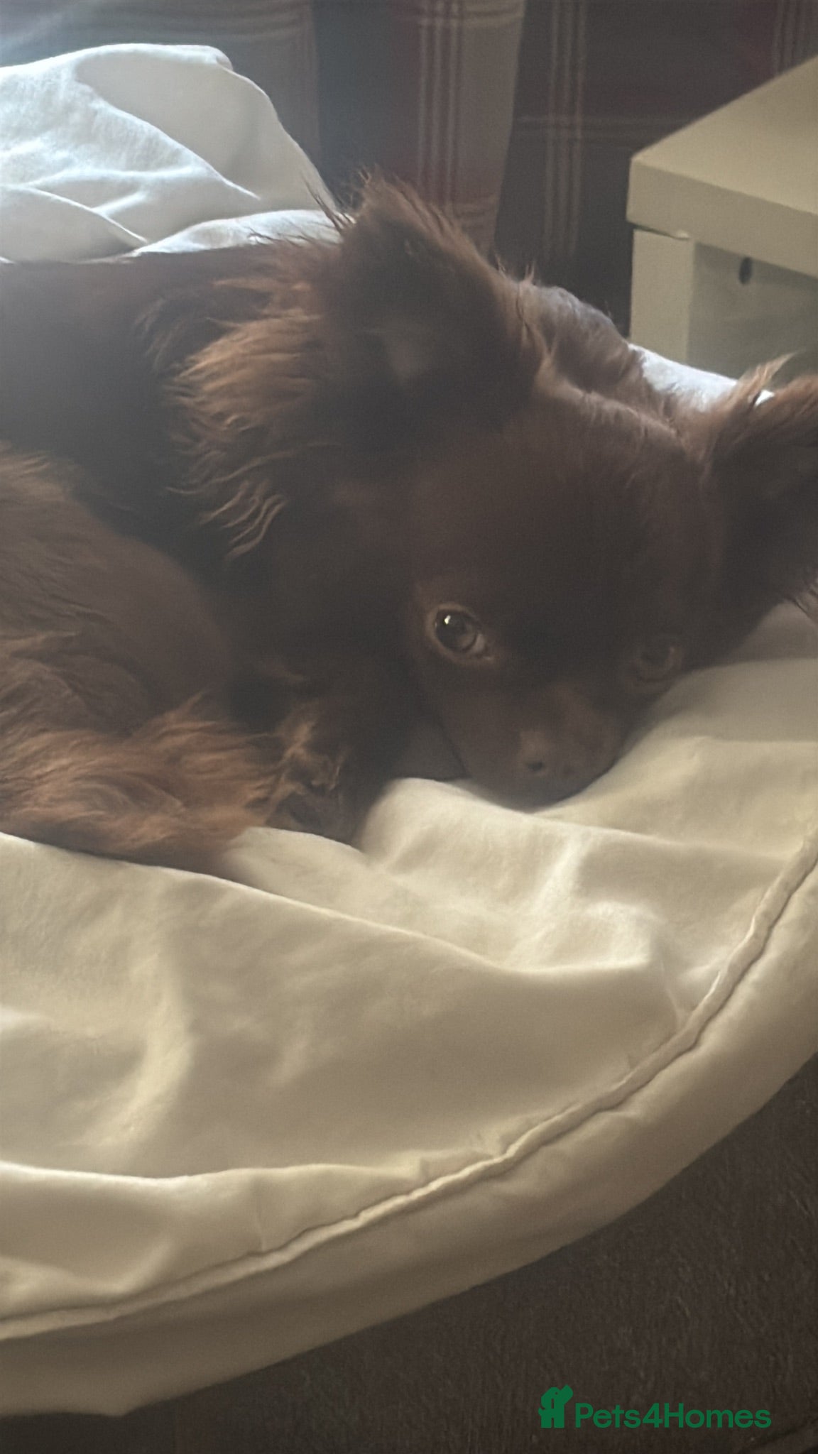 Chihuahua dogs Dog for sale  - Advert 1