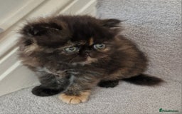 Persian cats for sale: GCCF Registered Persian kittens - Image 4