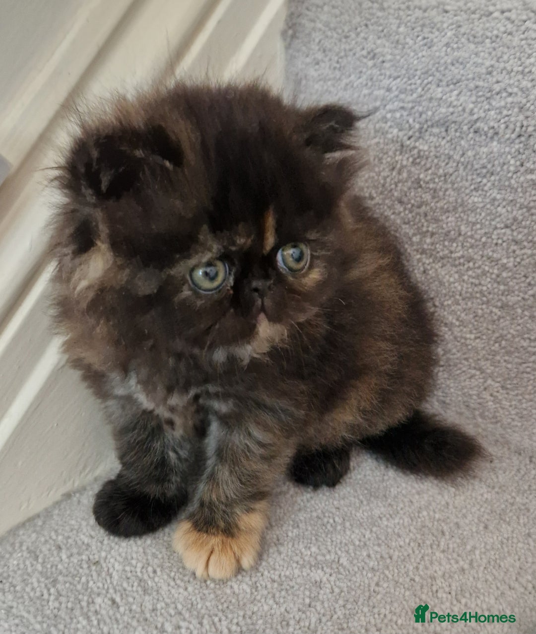 Persian cats for sale: GCCF Registered Persian kittens - Image 4
