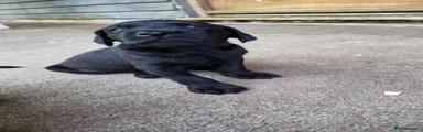 Labrador Retriever 1