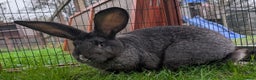 Continental Giant rabbits for sale: Dark Steel vm female Continental Giant Rabbit - Advert 3