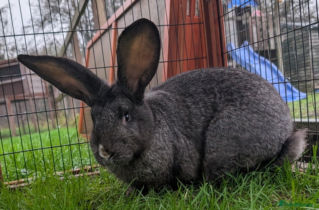 Continental Giant rabbits for sale: Dark Steel vm female Continental Giant Rabbit - Advert 3